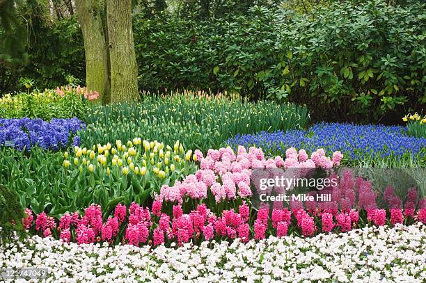 mixed tulips (tuilpa) with hyacinths (hyacinthus), april - plante à bulbe photos et images de collection