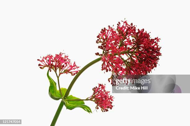 valerian (valeriana), june - valeriana officinalis stock pictures, royalty-free photos & images