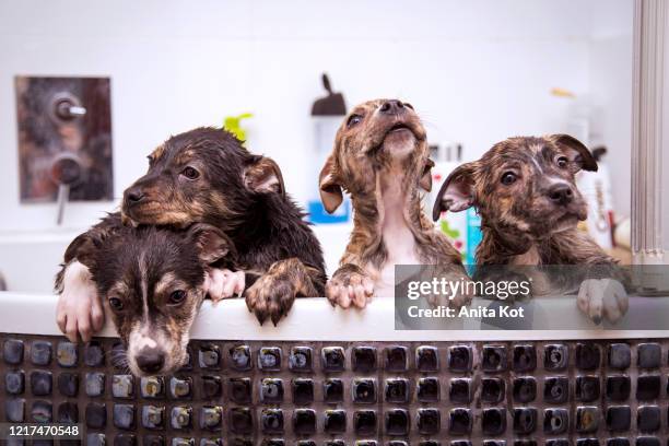 puppies while taking a bath - sad groom stock pictures, royalty-free photos & images