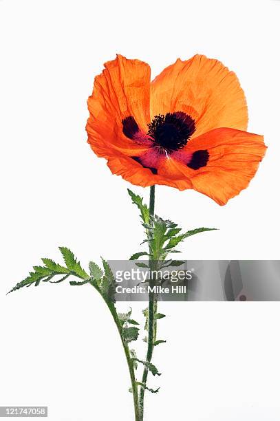 poppy (papaver orientale) 'mandarin', june - fleur de pavot photos et images de collection