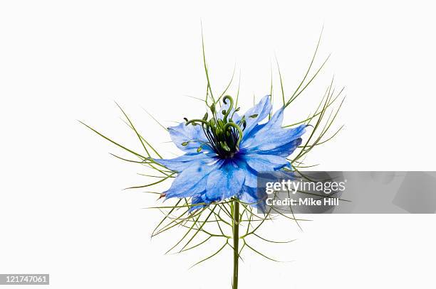 love-in-a-mist (nigella damascena), june - nigella stock pictures, royalty-free photos & images