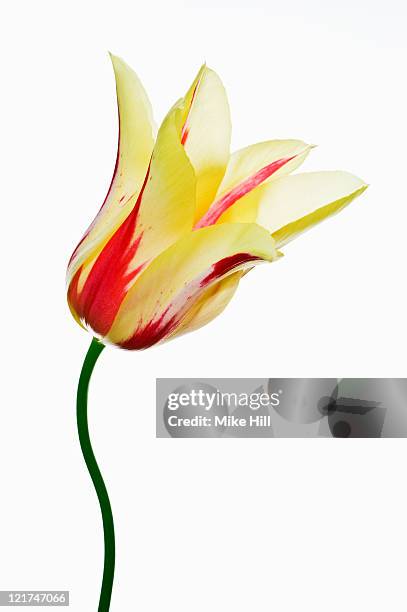tulips (tulipa, syn. t. kaufmanniana) 'stresa'  - tulipa liliaceae kaufmanniana stock pictures, royalty-free photos & images