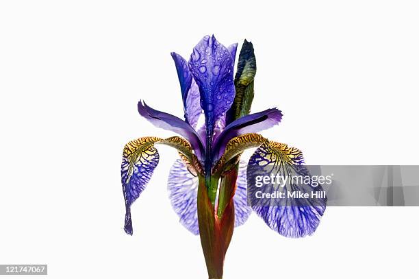 siberian iris (iris sibirica) 'tropic night' - iris flower stock-fotos und bilder