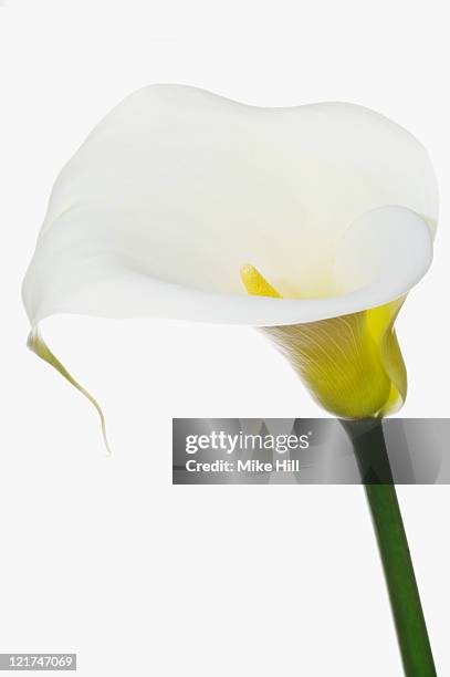 white arum lily (zantedeschia aethiopica) - flor alcatraz y fondo blanco fotografías e imágenes de stock