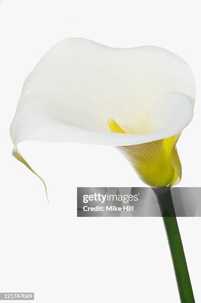 white arum lily (zantedeschia aethiopica) - aronskelk stockfoto's en -beelden