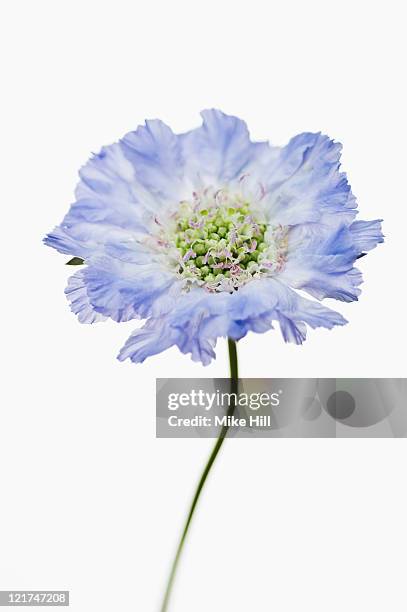 scabious (scabiosa caucasica), june - june 1 stock pictures, royalty-free photos & images