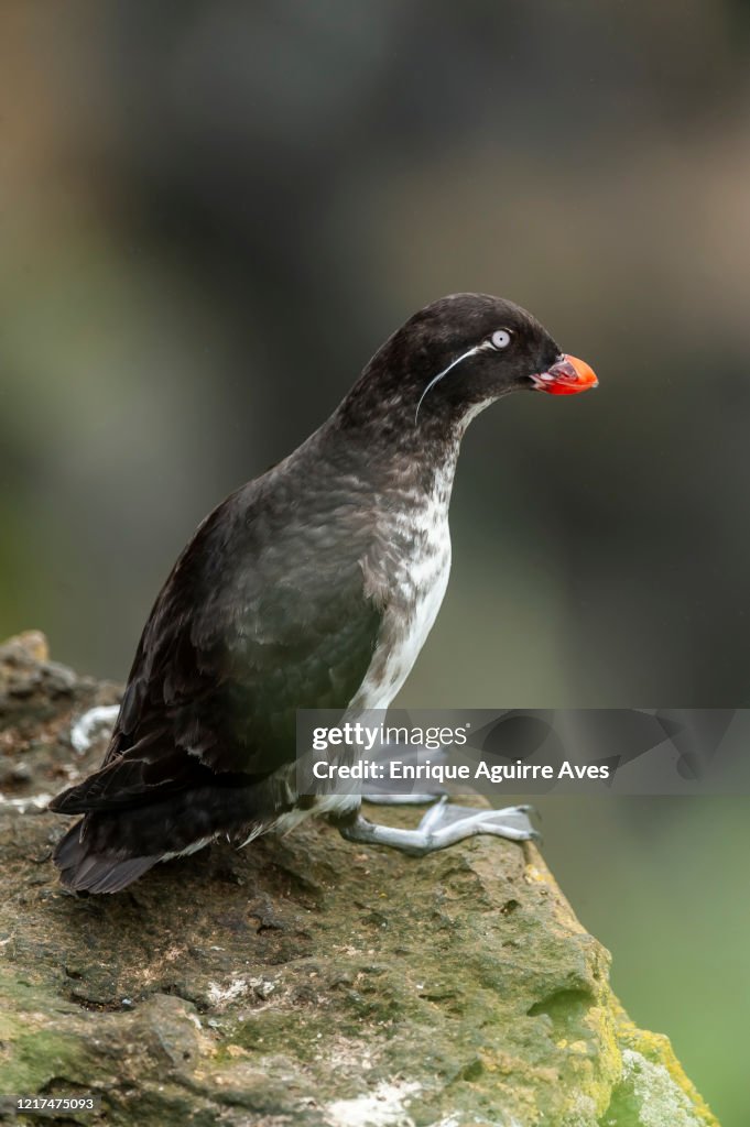 Parakeet auklet (Aethia psittacula)