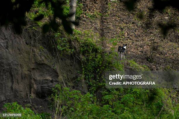 Dog is seen at a mud slide site during the search for 7 people that where buried after a mud slide occurred on June 03, 2020 in San Salvador, El...