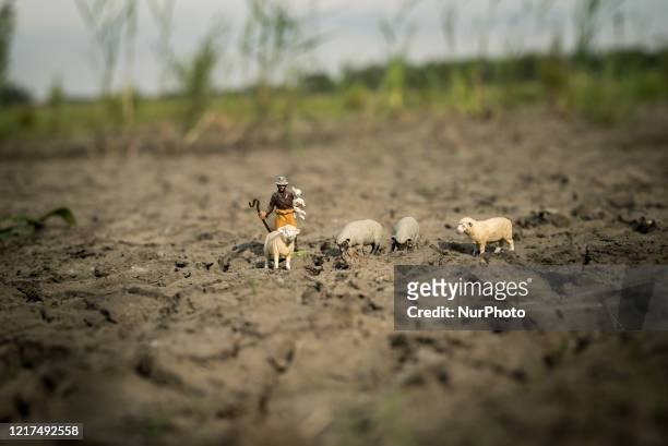Photo illustration of drought of farm land with animals in Ghent - Belgium on 03 June 2020. April and May have never been so dry together since 1833...
