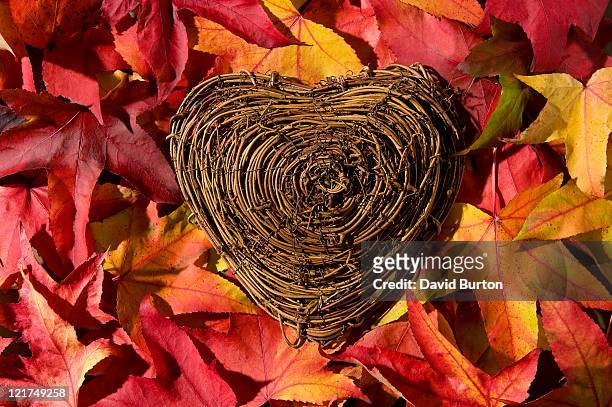festive heart in red maple (acer) leaves - maple leaf heart stock pictures, royalty-free photos & images