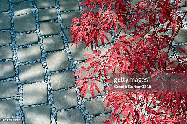 red foliage of japanese maple (acer palmatum) over grey cobbles - loseta fotografías e imágenes de stock