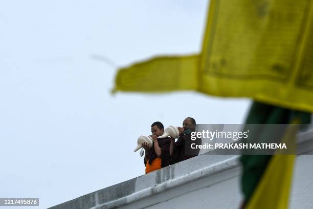 204 Monk Conch Shell Stock Photos, High-Res Pictures, and Images ...