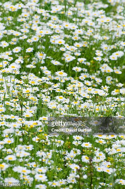common daisies (bellis perennis) - ヒナギク ストックフォトと画像