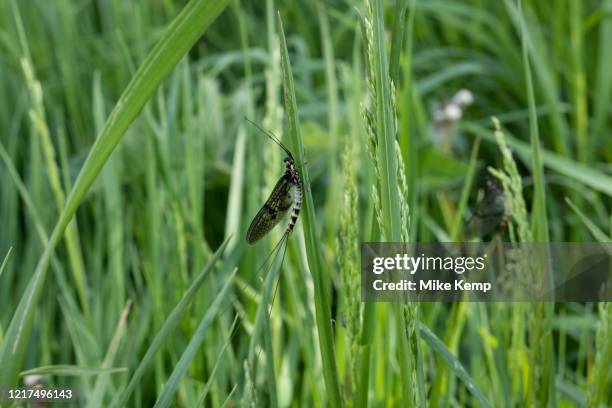 Mayfly on a blade of grass after the Mayflies hatched en masse from the River Teme on 23rd May 2020 near Martley, United Kingdom. Martley is a...