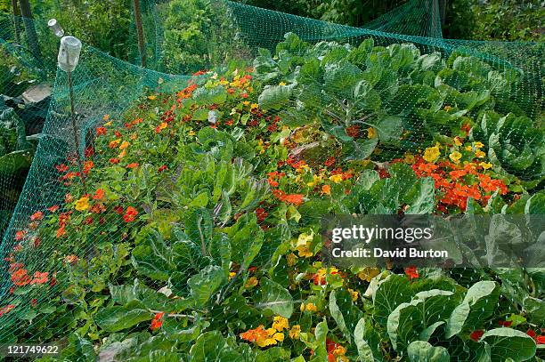 cabbages (brassica oleraca) and flowers under netting - nasturtium stockfoto's en -beelden