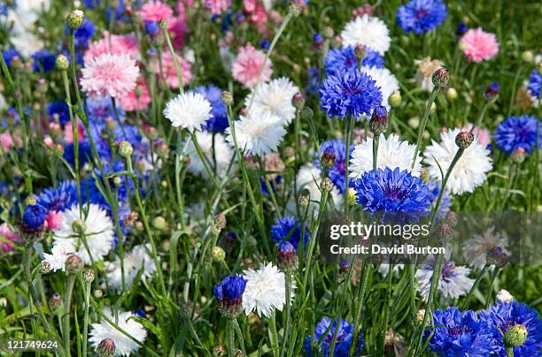 mixed cornflowers (centaurea cyanus) - cornflower stock pictures, royalty-free photos & images