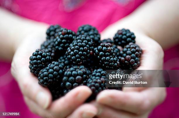 female holding blackberries (rubus fruticosus), close up - brombeere und himbeere stock-fotos und bilder