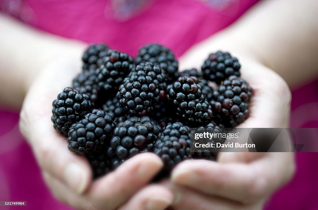 Female holding blackberries (Rubus fruticosus), close up