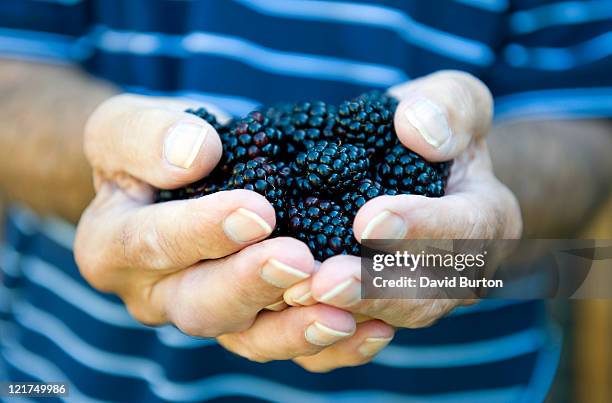 male holding blackberries (rubus fruticosus), close up - blackberry fruit stock pictures, royalty-free photos & images