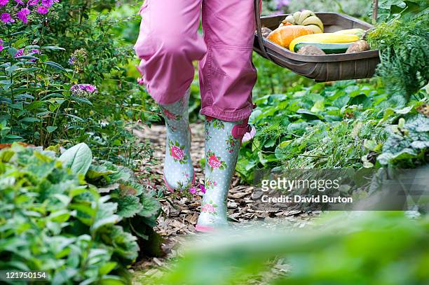 female gardener carrying garden trug with vegetables and gourdes, walking through vegetable patch - trug stock pictures, royalty-free photos & images