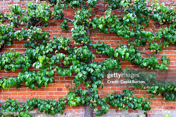 espaliered pear tee (pyrus) growing up garden wall - perenboom stockfoto's en -beelden