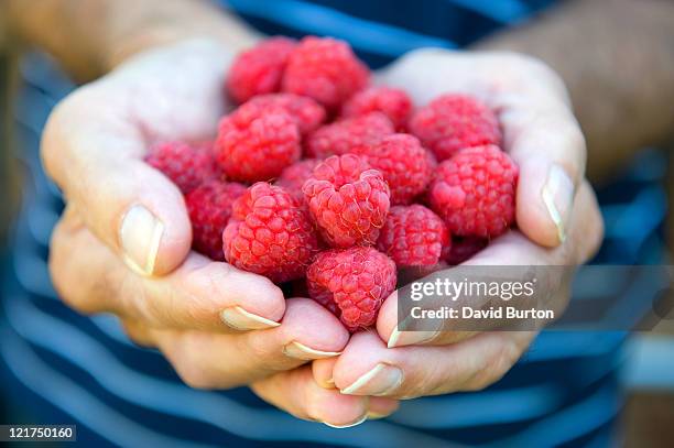 male gardener holding raspberries (rubus idaeus), close up - framboos stockfoto's en -beelden