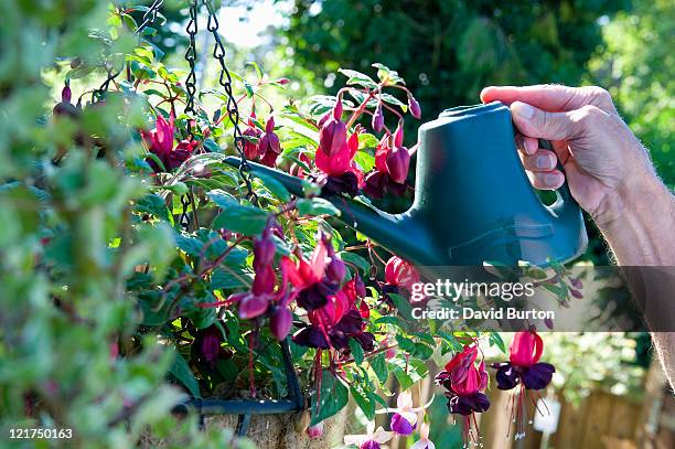 mature male gardener watering fuchsia (fuchsia magellanica) plant in hanging basket - fuchsia stock pictures, royalty-free photos & images