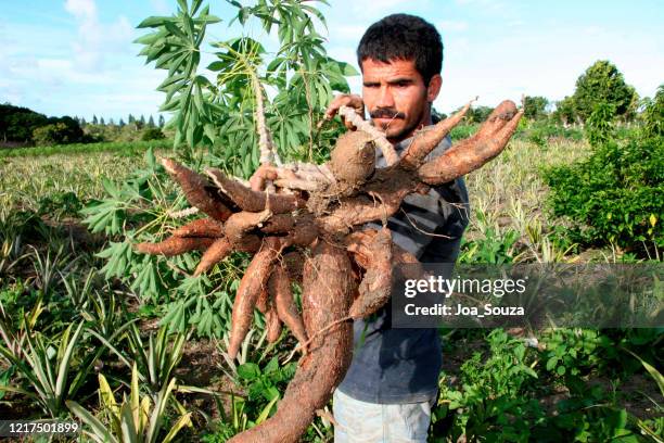 cassava harvesting for flour production - cassava flour stock pictures, royalty-free photos & images