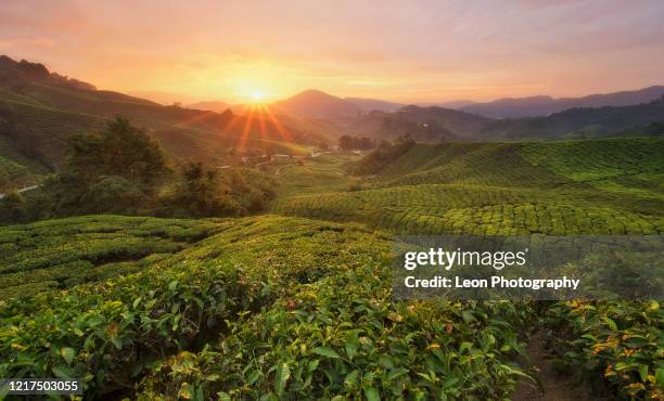 beautiful tea plantation view at cemeron highland - india tea plantation stockfoto's en -beelden