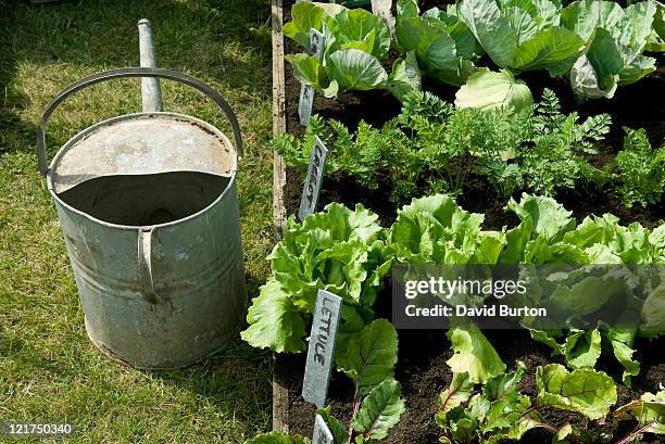 rows of lettuce (lactuca sativa) and carrot (daucus carota) plants in vegetable garden - lettuce garden stock pictures, royalty-free photos & images