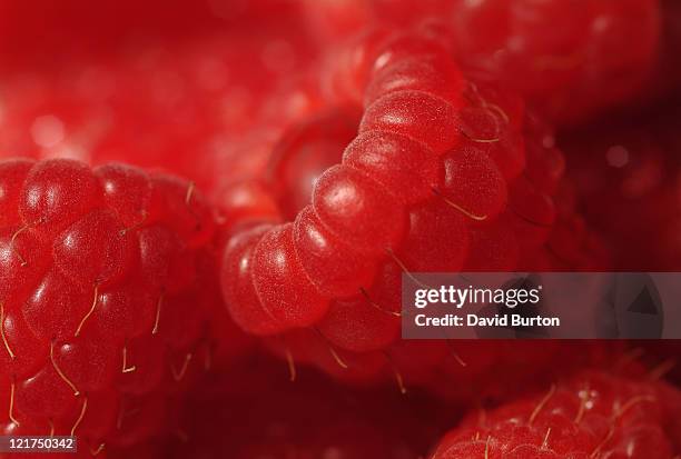close up of red raspberries (rubus idaeus) - macro food stock-fotos und bilder