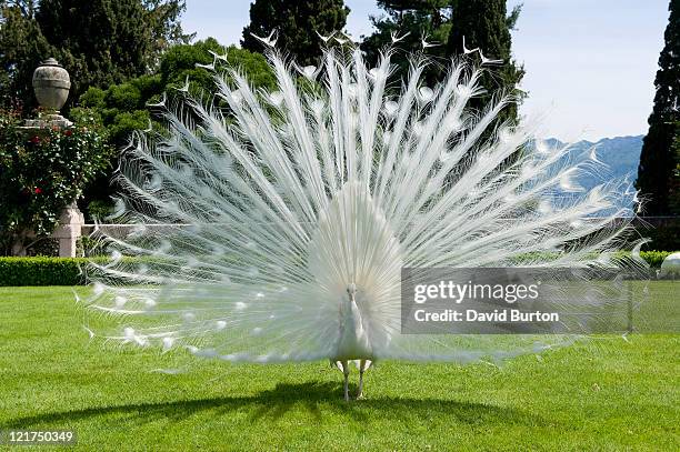 white peacock (pavo) in mediterranean garden - isola bella borromäische inseln stock-fotos und bilder
