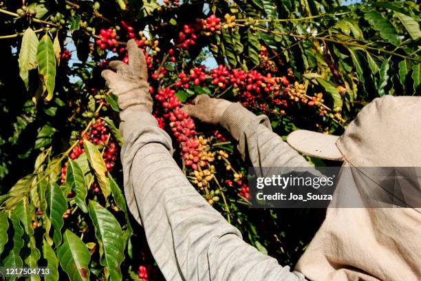 koffieoogst in het zuiden van bahia - plantation de café stockfoto's en -beelden