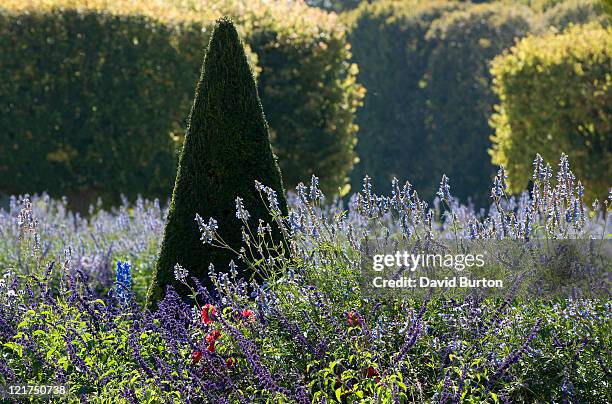 clipped conical shaped yew trees (taxus) and lavender (lavandula), france - if photos et images de collection