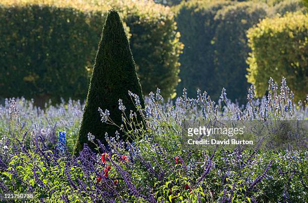 clipped conical shaped yew trees (taxus) and lavender (lavandula), france - topiary stock pictures, royalty-free photos & images