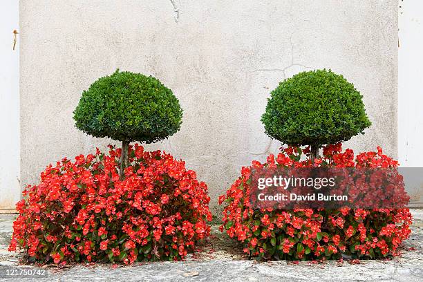 clipped yew (taxus) standards with begonias (begonia), france  - schiefblattgewächse stock-fotos und bilder