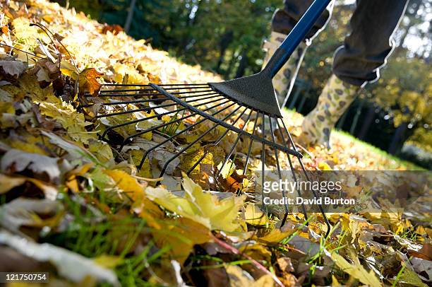gardener raking up fallen autumn leaves from garden lawn - giardinaggio foto e immagini stock