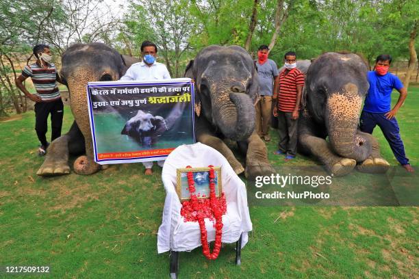 Elephant Village Development Society President Ballu Khan along with elephants and mahouts pay tribute to a wild pregnant elephant who recently...