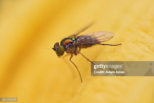 long-legged fly, dolichopus species - dolichopodidae stock pictures, royalty-free photos & images