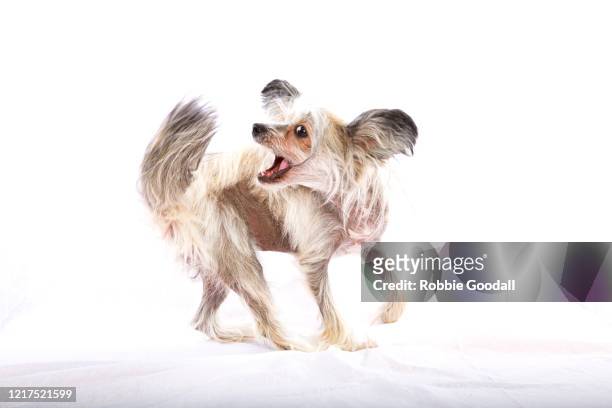 sable and white chinese crested dog chasing her tail on a white backdrop - chasing tail stock pictures, royalty-free photos & images