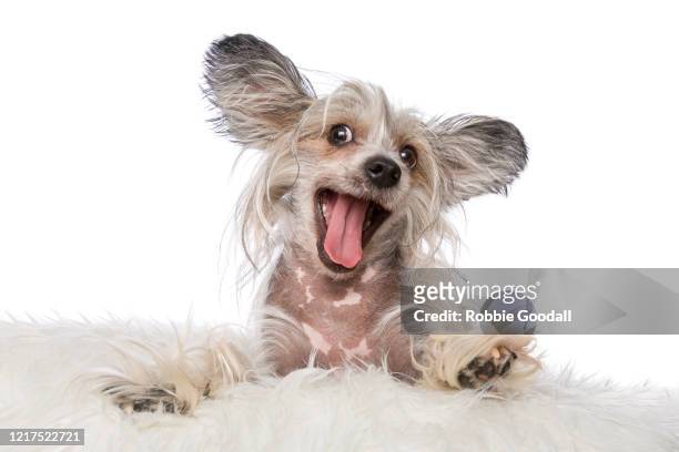 sable and white chinese crested dog looking at the camera with mouth open on a white backdrop - sans poils photos et images de collection