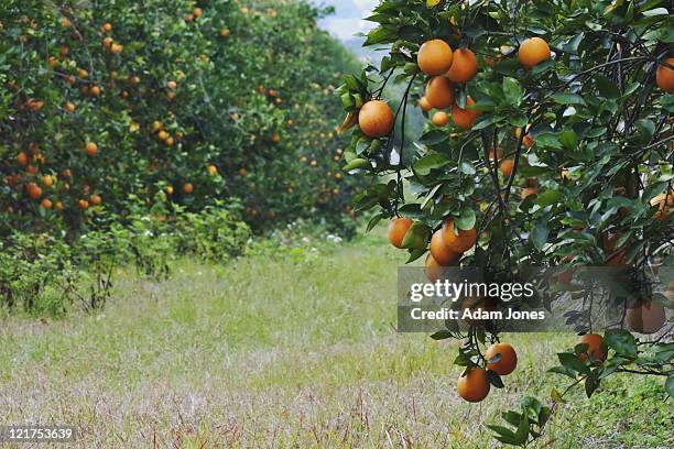 oranges on trees in orange grove, orlando, florida, usa - orlando - florida foto e immagini stock