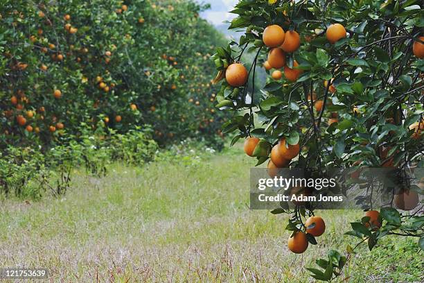 oranges on trees in orange grove, orlando, florida, usa - orange orchard stockfoto's en -beelden