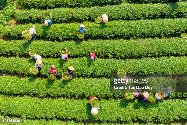 bao loc, lam dong, vietnam - tea farmers harvesting at a bao loc tea farm  (đồi chè bảo lộc) - aerial view - thee gewas stockfoto's en -beelden