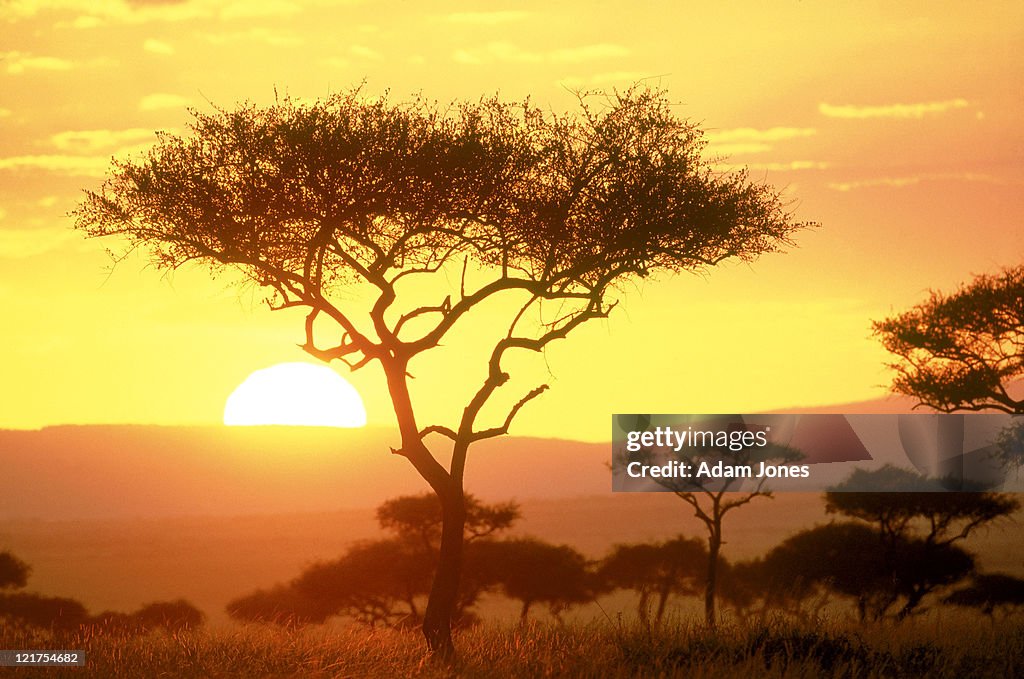 Sunrise on the savannah