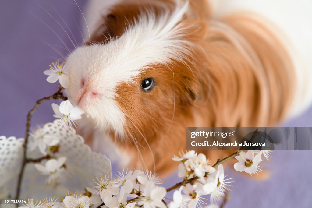 Sheltie guinea pig
