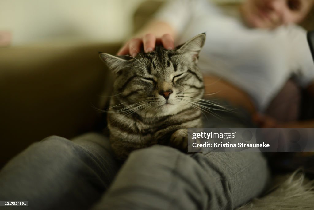 A girl stroking a cat sitting on her lap
