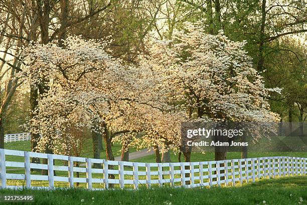 dogwood trees at sunset along fence , lexington, kentucky - lexington   kentucky stock-fotos und bilder