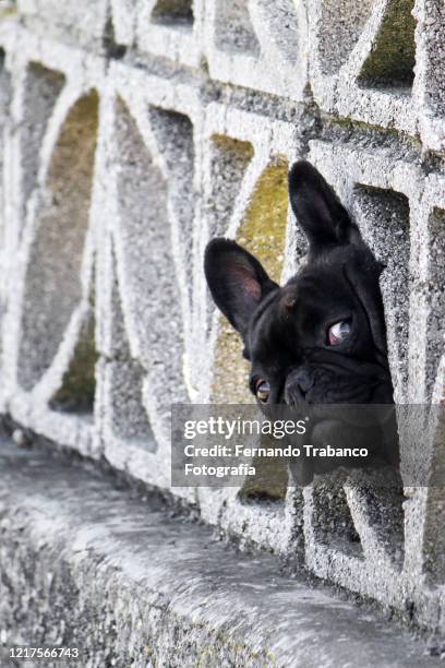 dog sticking head out of a hole - left eye stock pictures, royalty-free photos & images