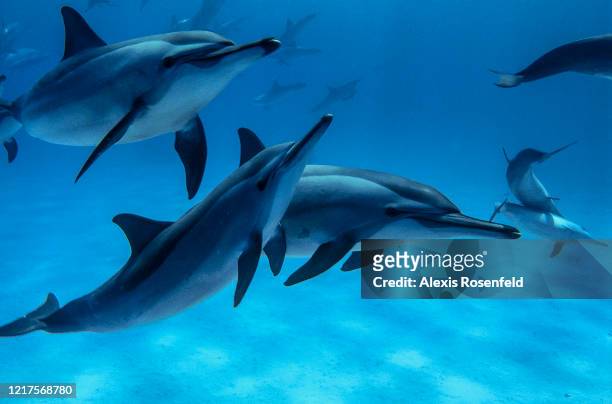 Group of spinner dolphins is swimming friendly on April 08, 2004 in the lagoon of Sataya, off Egypt, Red Sea. Sataya is home of an incredible colony...
